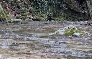 Giornata mondiale dell’acqua, Capello (Fedagripesca), “Allevamenti italiani tra i più virtuosi per risparmio idrico, non demonizzarli”